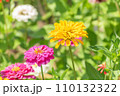 夏の百日草 110132322
