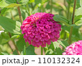 夏の百日草 110132324