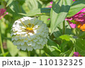 夏の百日草 110132325