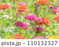 夏の百日草 110132327
