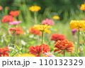 夏の百日草 110132329