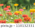 夏の百日草 110132331