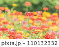 夏の百日草 110132332