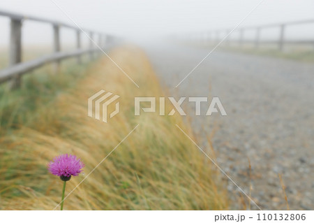 牧場脇に咲く一輪の花 110132806
