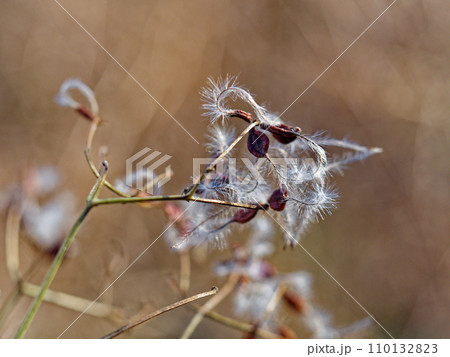 キンポウゲ科センニンソウの種子散布 キンポウゲ科センニンソウの種子散布 110132823