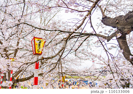 白石川堤　一目千本桜　春イメージ（宮城県大河原町） 110133006
