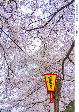 白石川堤　一目千本桜　春イメージ（宮城県大河原町） 110133009