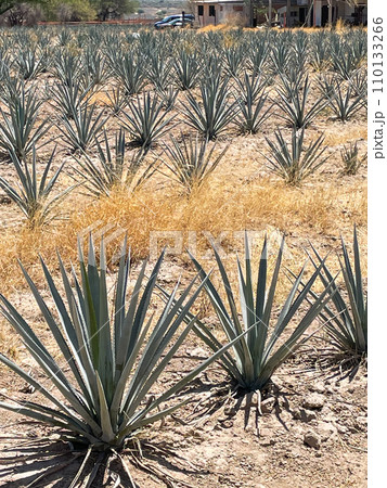 メキシコ　アグアスカリエンテス州の国道沿いにあるリュウゼツラン畑 110133266