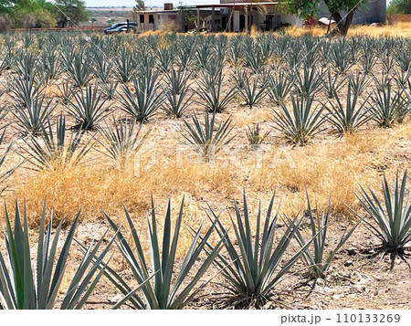 メキシコ アグアスカリエンテス州の国道沿いにあるリュウゼツラン畑 メキシコ アグアスカリエンテス州の国道沿いにあるリュウゼツラン畑 110133269