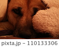 毛布に包まれて眠る犬 110133306