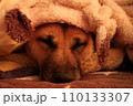 昼寝する犬 110133307