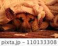毛布に包まれて眠る犬 110133308