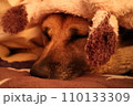 毛布に包まれた犬 110133309