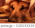 毛布に包まれ眠る犬 110133310