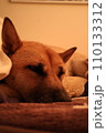 寝ている犬 110133312