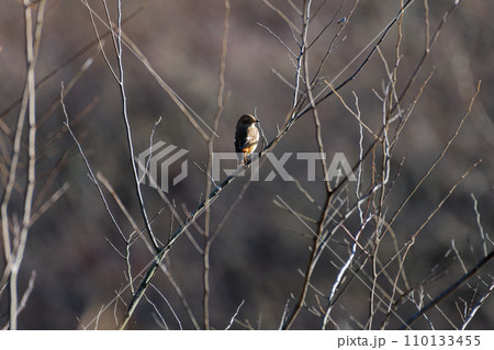 枝に止まる冬鳥ヒタキ科ジョウビタキ♀ 枝に止まる冬鳥ヒタキ科ジョウビタキ♀ 110133455