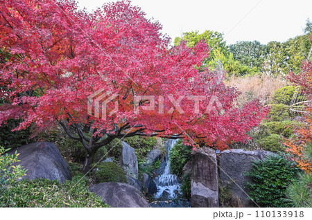 都内の紅葉の名所　目白庭園の池ともみじ 110133918