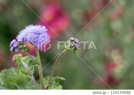 秋の花壇を彩る紫色のアオイロフジバカマ 秋の花壇を彩る紫色のアオイロフジバカマ 110134086