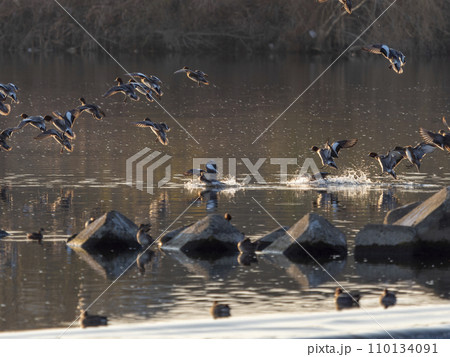 川に着水する鴨の群れ 110134091
