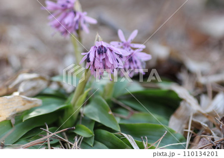 ショウジョウバカマ 110134201