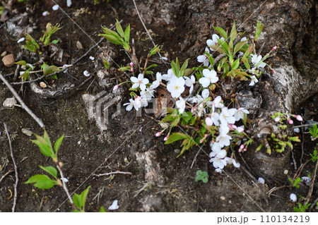 桜の根元に健気に咲いている桜の若芽たち 110134219