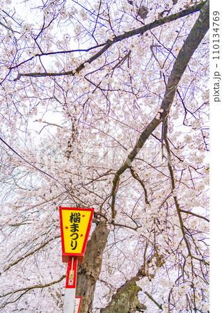 一目千本桜　春イメージ　宮城県 110134769
