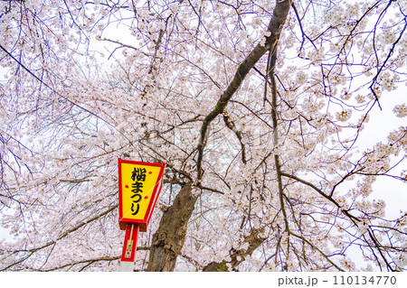 一目千本桜 春イメージ 宮城県 一目千本桜 春イメージ 宮城県 110134770
