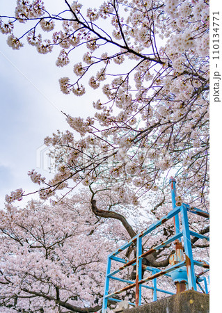 一目千本桜　春イメージ　宮城県 110134771