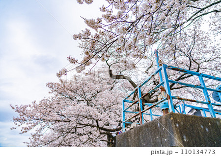 一目千本桜 春イメージ 宮城県 一目千本桜 春イメージ 宮城県 110134773