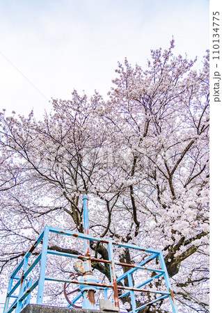 一目千本桜 春イメージ 宮城県 一目千本桜 春イメージ 宮城県 110134775