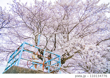 一目千本桜　春イメージ　宮城県 110134776