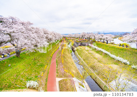 一目千本桜　春イメージ　宮城県 110134783