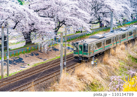 一目千本桜 列車 蔵王 春イメージ 宮城県 一目千本桜 列車 蔵王 春イメージ 宮城県 110134789
