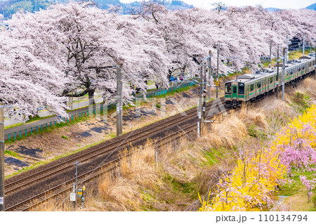 一目千本桜　列車　蔵王　春イメージ　宮城県 110134794
