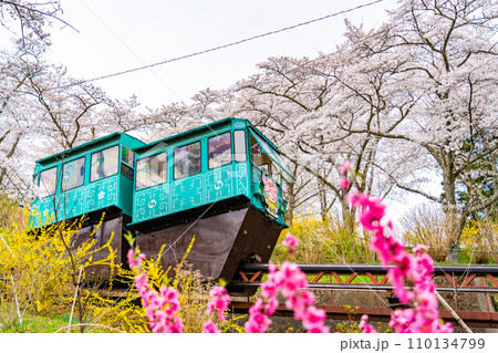 船岡城址公園 桜 花見 スロープカー 船岡城址公園 桜 花見 スロープカー 110134799