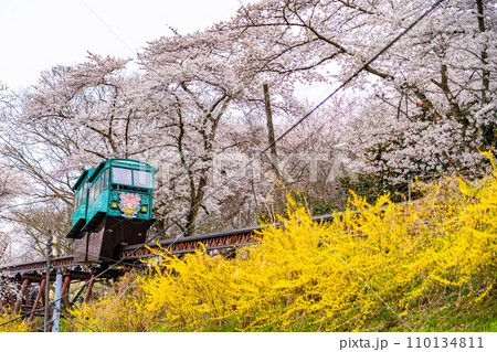船岡城址公園　桜　菜の花　花見　スロープカー 110134811