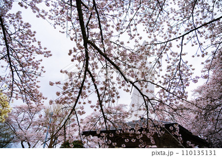 船岡城址公園　船岡平和観音　春　桜　宮城県柴田町 110135131