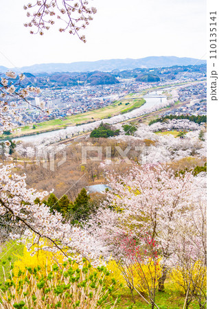 一目千本桜　船岡城址公園　桜　春　花見 110135141