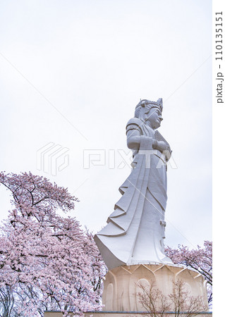 船岡城址公園　船岡平和観音　春　桜　宮城県柴田町 110135151