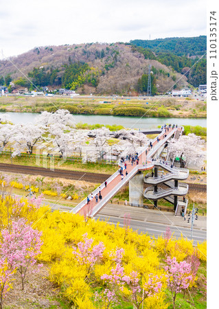 一目千本桜　船岡城址公園　桜　春　花見 110135174