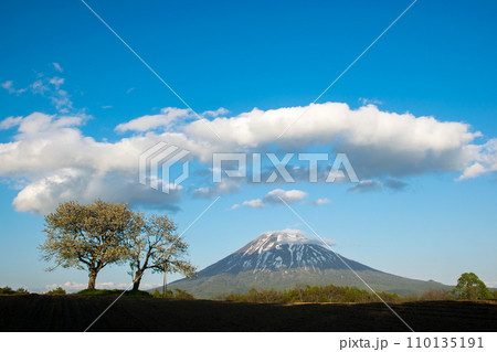 羊蹄山と雲と双子の木 羊蹄山と雲と双子の木 110135191