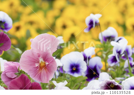 秋の公園の花壇で　カラフルなビオラが美しく咲く 110135528