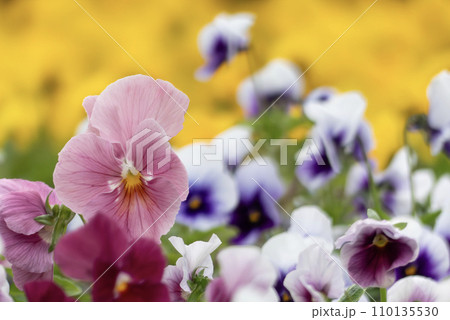 秋の公園の花壇で　カラフルなビオラが美しく咲く 110135530