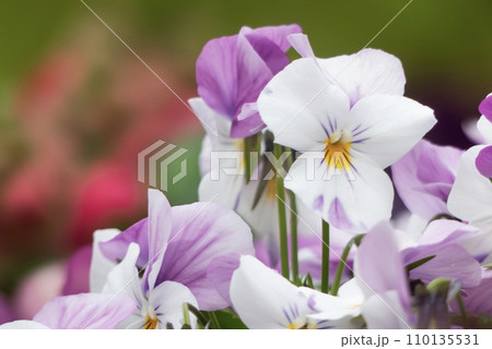 秋の公園の花壇で　カラフルなビオラが美しく咲く 110135531