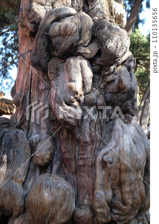 Ancient, gnawed tree trunk in the imperial garden in Forbidden City, Beijing 110135656