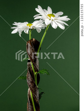 Composition with old rusty drill bit and white chamomile Composition with old rusty drill bit and white chamomile 110135785