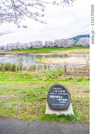 一目千本桜 桜 春 花見 一目千本桜 桜 春 花見 110135800