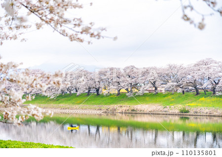 一目千本桜　桜　春　花見 110135801