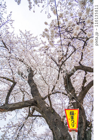 一目千本桜 桜 春 花見 一目千本桜 桜 春 花見 110135811