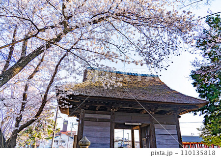 陸奥國分寺 薬師堂 仁王門 春 桜 満開 宮城県仙台市 陸奥國分寺 薬師堂 仁王門 春 桜 満開 宮城県仙台市 110135818